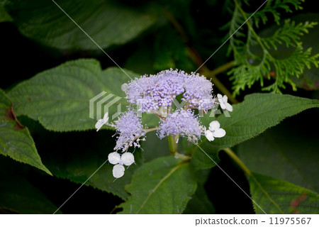 Tama Hydrangea flower 11975567