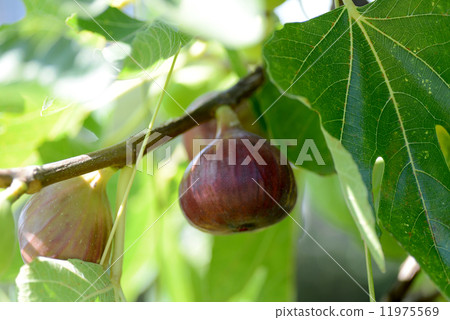 The fruit of FIG. 11975569