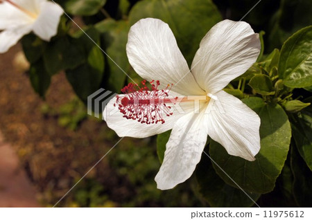 Hibiscus flower "Hibiscus · Waimeae" Hibiscus flower "Hibiscus · Waimeae" 11975612