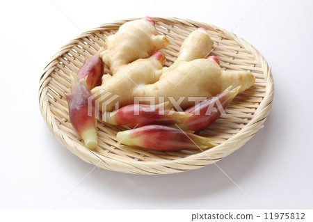 Mioga和姜 11975812