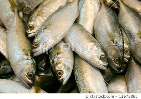 fresh mackerel fishes in local fish market fresh mackerel fishes in local fish market 11975863