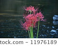 Cluster amaryllis 11976189
