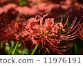 Cluster amaryllis 11976191