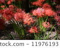 Cluster amaryllis 11976193