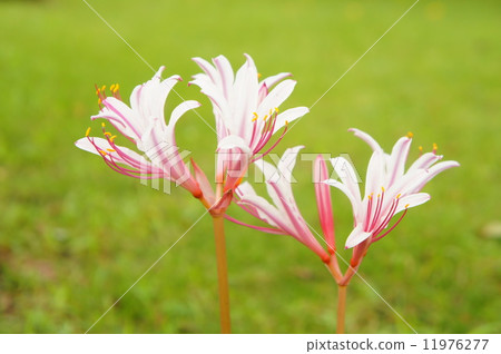 白色巨型布納 11976277