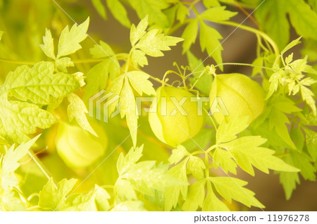 富森克魯茲 11976278