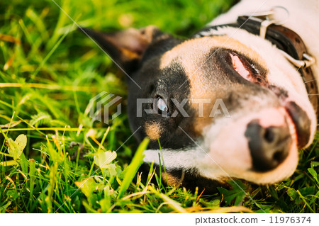 Close Pets Bull Terrier Dog Portrait At Green Grass Close Pets Bull Terrier Dog Portrait At Green Grass 11976374