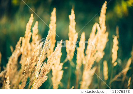 Dry Red Grass Field Meadow Dry Red Grass Field Meadow 11976378
