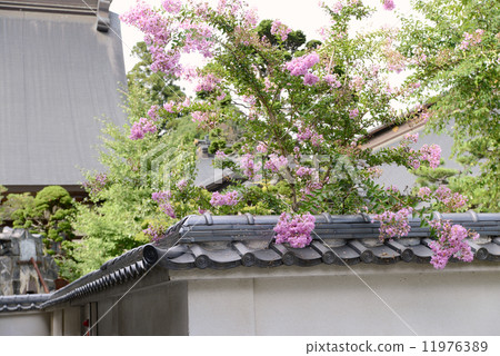 Jirin-ji的Citrus unshiu 11976389