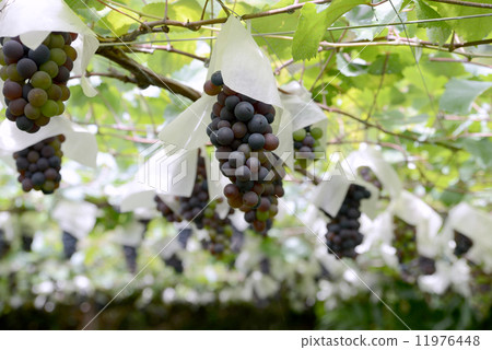 葡萄架 葡萄架 11976448