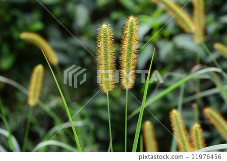 狗尾草荔 11976456