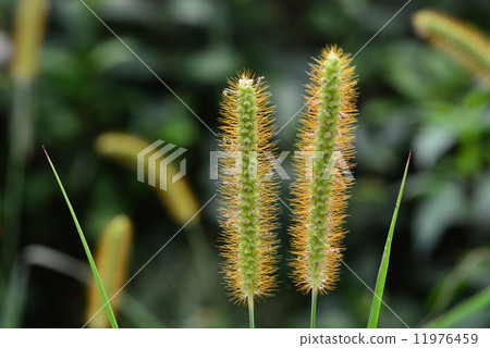 Kinenokoro Kinenokoro 11976459