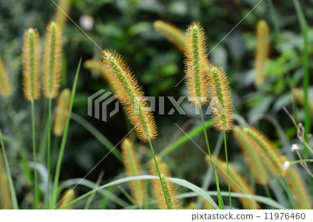 Kinenokoro Kinenokoro 11976460