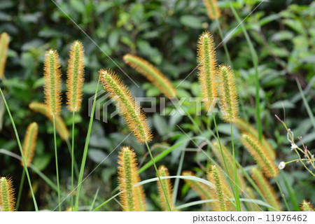 狗尾草荔 11976462
