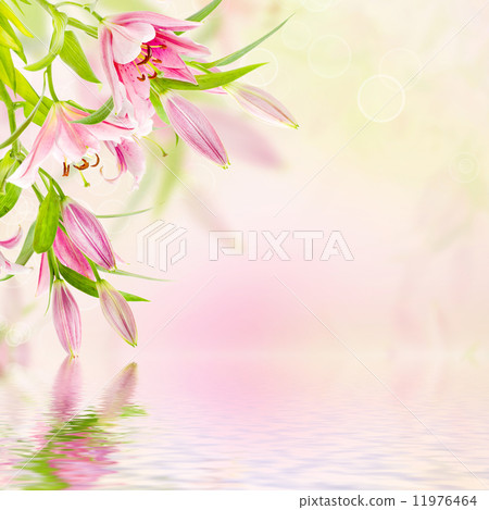Pink lilies background Pink lilies background 11976464