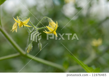 黃瓜花 11976465