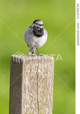 White Wagtail (Motacilla alba) 11976539