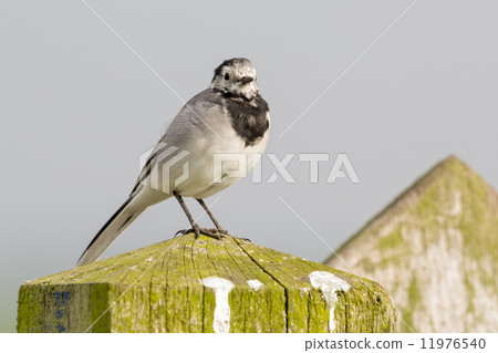White Wagtail (Motacilla alba) White Wagtail (Motacilla alba) 11976540