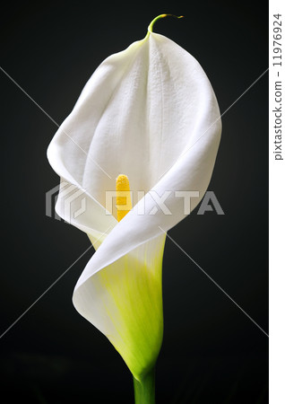 White Calla 11976924