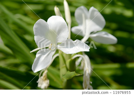 White ginger flowers 11976955