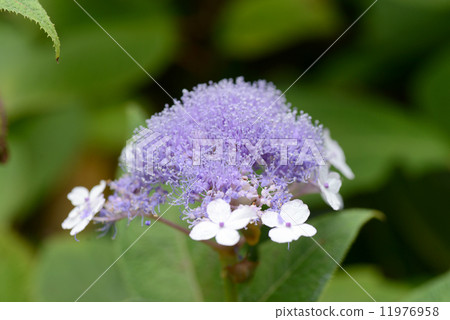 Tama Hydrangea flower 11976958