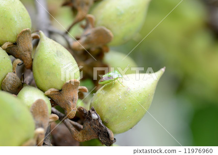 Chabanus blue bug Chabanus blue bug 11976960
