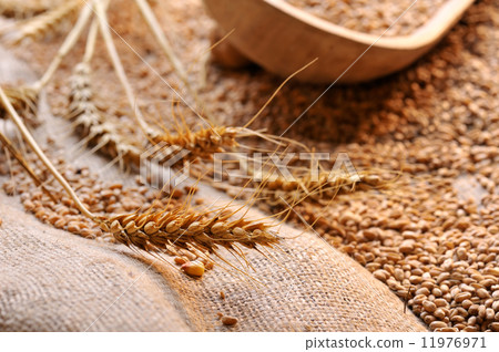 wheat seeds on rough material wheat seeds on rough material 11976971