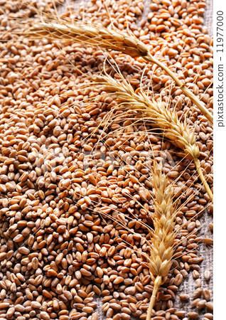 wheat seeds on rough material - Stock Photo [11977000] - PIXTA