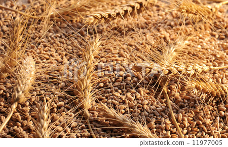 wheat seeds on rough material 11977005