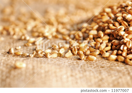 wheat seeds on rough material 11977007