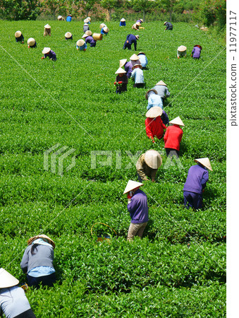 Crowd Vietnamese farmer tea picker  on plantation 11977117