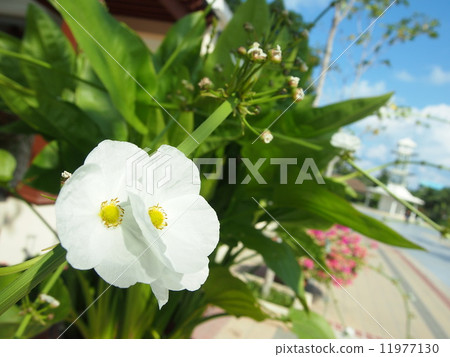 Echinodorus 11977130