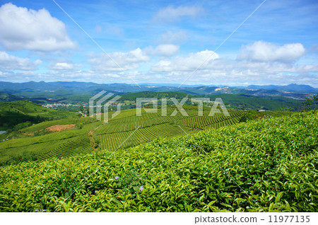 Impressive landscape, Dalat, Vietnam, tea plantation 11977135