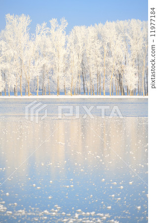 winter trees covered with frost 11977184