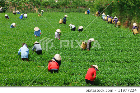 Crowd Vietnamese farmer tea picker  on plantation 11977224