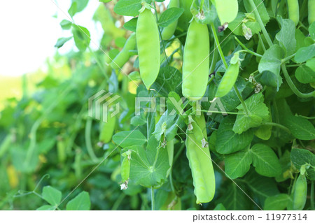 Green pea pods outdoors Green pea pods outdoors 11977314