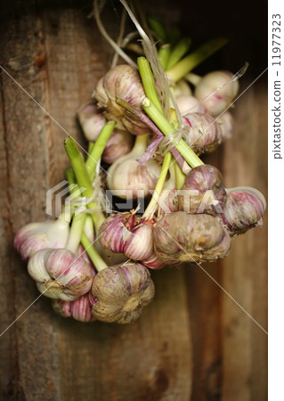 Fresh garlic in bunch Fresh garlic in bunch 11977323
