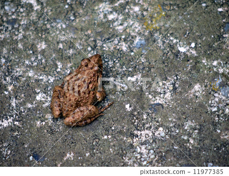  Bamboo shoots 11977385