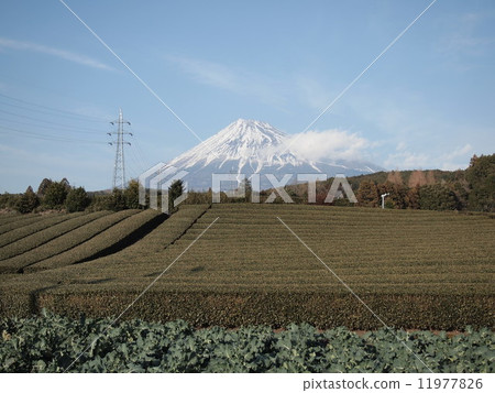富士山和茶園 11977826