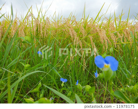 Inaho和草1花語花語“Koyaku”，米花語“神”（另有1個.No. 12076705） 11978175