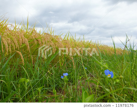 Rice blossoms and grass 2 flower language flower language "Koyaku", rice flower language "divine" 11978176