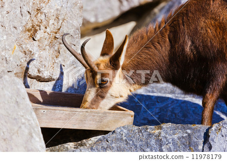Mountain goat Mountain goat 11978179