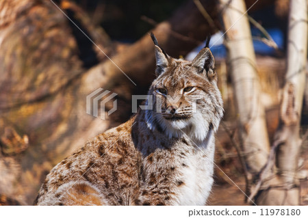 Lynx in park Lynx in park 11978180