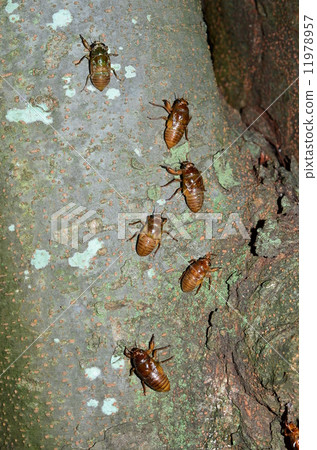 Larva of cicadas climbing trees in groups Larva of cicadas climbing trees in groups 11978957