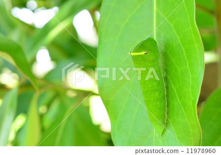 Larva of Aosia swallowtail ♪ 11978960