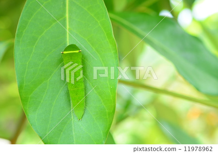 Larva of Aosia swallowtail ♪ 11978962