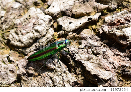 Buprestidae looking for spawning place ♪ 11978964