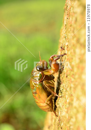 Minminzemi larvae climbing trees for eclosion♪ 11978978