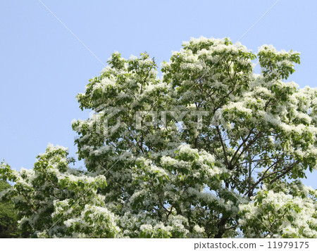 Harienge Harienge 11979175