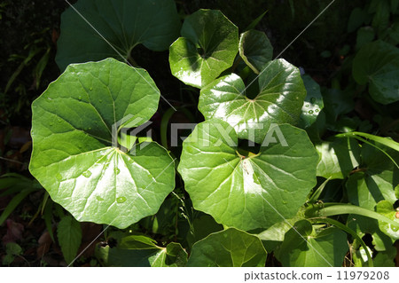 大吳風草 11979208